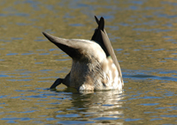 Grey-duck